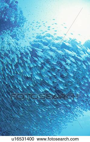 Stock Image - A Shoal Of Fish. Fotosearch