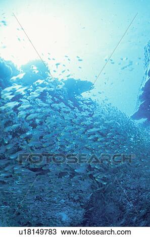 A Shoal Of Fish View Large Photo Image Stock Image - A Shoal Of Fish. Fotosearch