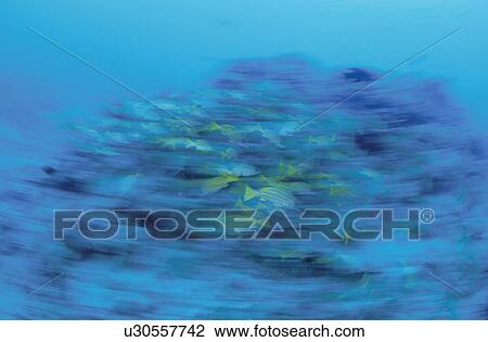 Stock Image - Bluespotted Snapper Image. Fotosearch