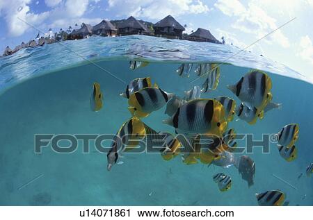 Stock Image - Fish. Fotosearch