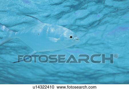 Stock Image - Fish. Fotosearch