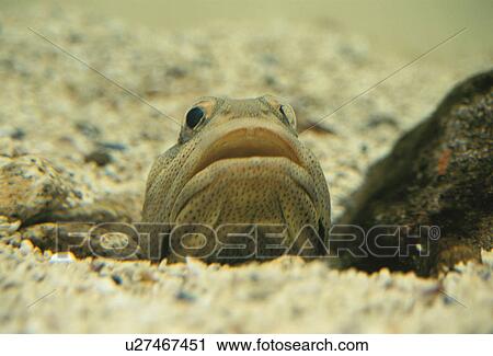 Stock Image - Fish. Fotosearch