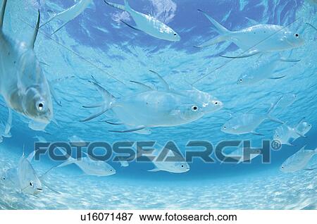Stock Photo - Fish. Fotosearch