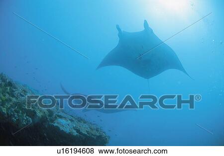 Stock Photo - Fish. Fotosearch
