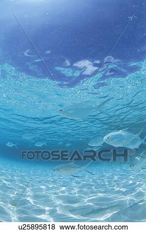 Stock Photo - Fish. Fotosearch