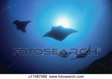 Stock Photograph - Fish. Fotosearch