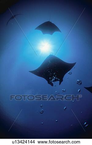 Giant Manta Rays View Large Photo Image Picture - Giant Manta Rays. Fotosearch