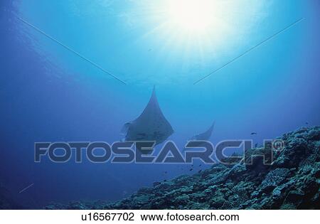 Stock Image - Giant Manta Rays. Fotosearch