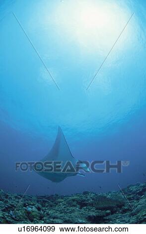Giant Manta Rays View Large Photo Image Stock Photo - Giant Manta Rays. Fotosearch