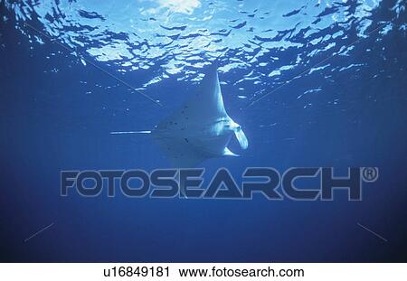Stock Image - Ray. Fotosearch
