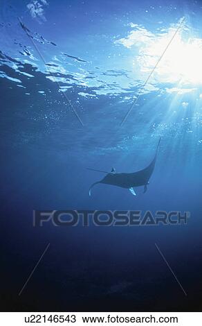 Stock Image - Ray. Fotosearch