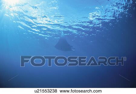 Ray View Large Photo Image Stock Photo - Ray. Fotosearch