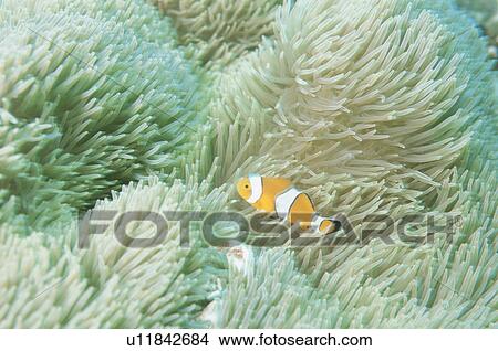 Sea Anemone Bear Flea View Large Photo Image Picture - Sea Anemone Bear Flea. Fotosearch