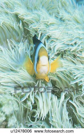 Sea Anemone Bear Flea View Large Photo Image Stock Photograph - Sea Anemone Bear Flea. Fotosearch
