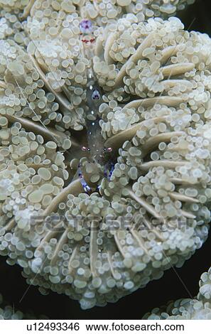 Shrimp And A Sea Anemone View Large Photo Image Stock Photograph - Shrimp And A Sea Anemone. Fotosearch