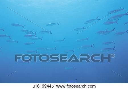 Stock Photography - The Fish Of The Maldive Islands. Fotosearch
