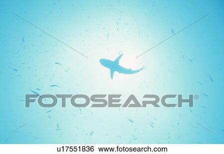 Stock Photograph - White Shark. Fotosearch