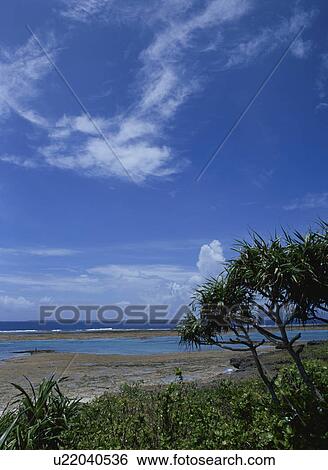 Stock Photograph - Trees And The Seashore. Fotosearch