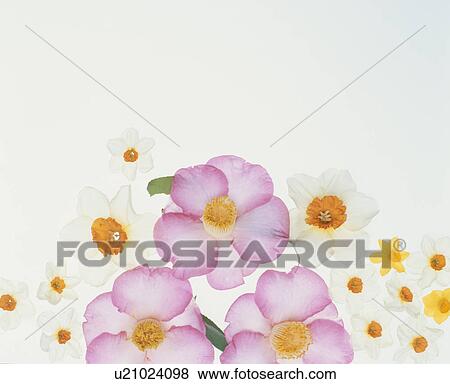 Azeleas And Daffodils View Large Photo Image Stock Photo - Azeleas And Daffodils. Fotosearch