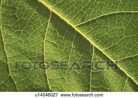 Leaf View Large Photo Image Stock Photo - Leaf. Fotosearch