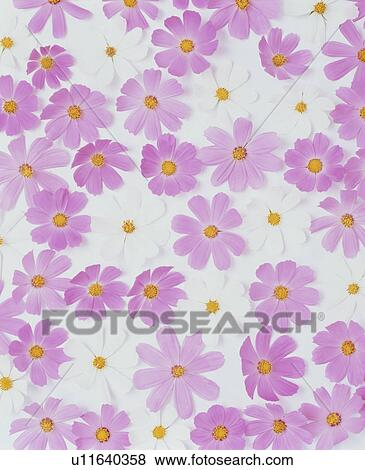 Pink And White Cosmos Flowers View Large Photo Image Stock Photo - Pink And White Cosmos Flowers. Fotosearch