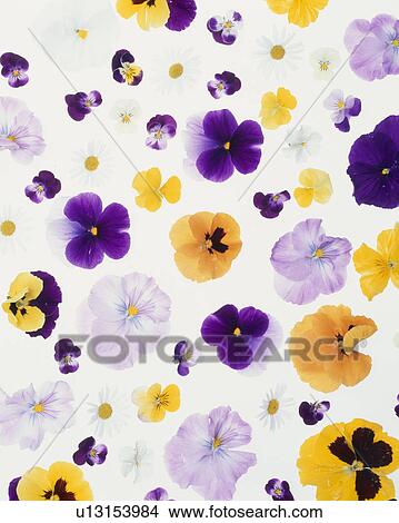 Purple And Yellow Flowers View Large Photo Image Picture - Purple And Yellow Flowers. Fotosearch