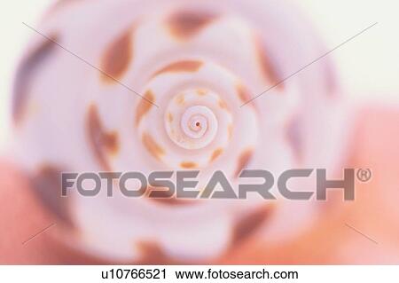 Seashell View Large Photo Image Stock Image - Seashell. Fotosearch