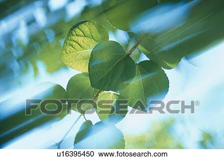 Branch In Breeze View Large Photo Image Stock Image - Branch In Breeze. Fotosearch