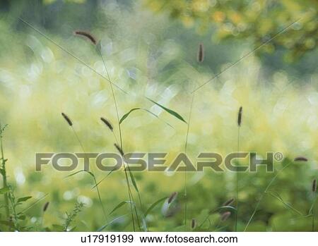 Bristle Grass View Large Photo Image Stock Photo - Bristle Grass. Fotosearch