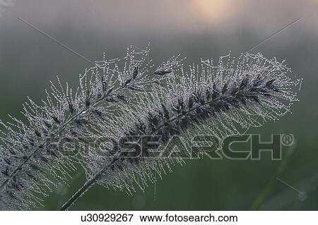 Stock Photo - Dew On Green Bristlegrass. Fotosearch