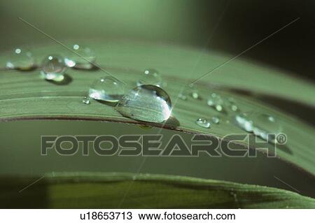 Stock Image - Droplets On Blade Of Grass. Fotosearch