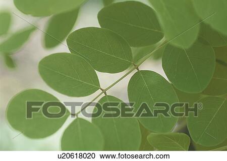 Fake Acacia View Large Photo Image Stock Image - Fake Acacia. Fotosearch