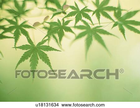 Picture - Fresh Green Of Maple. Fotosearch