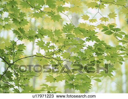 Fresh Green Of Maple View Large Photo Image Stock Image - Fresh Green Of Maple. Fotosearch