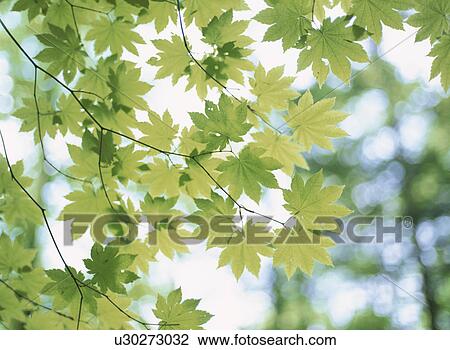 Stock Image - Fresh Green Of Maple. Fotosearch