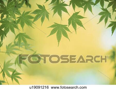 Stock Photograph - Fresh Green Of Maple. Fotosearch