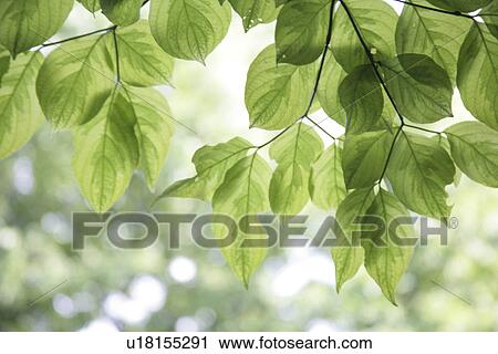 Fresh Green View Large Photo Image Stock Image - Fresh Green. Fotosearch