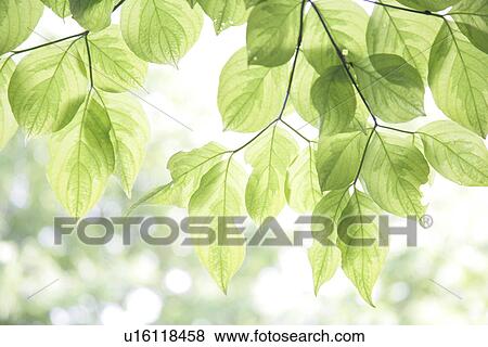Stock Photo - Fresh Green. Fotosearch