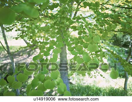 Stock Photograph - Fresh Green. Fotosearch