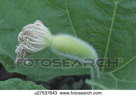 Stock Image - Gourd. Fotosearch