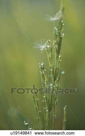 Grass View Large Photo Image Stock Image - Grass. Fotosearch