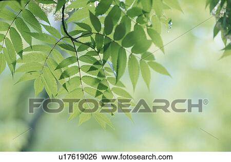 Stock Photograph - Green Leaves. Fotosearch
