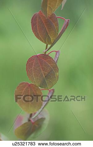 Japanese Judas Tree View Large Photo Image Stock Image - Japanese Judas Tree. Fotosearch