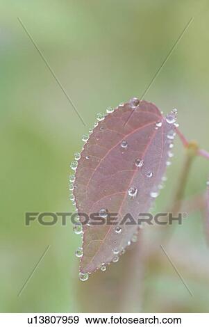 Japanese Judas Tree View Large Photo Image Stock Photo - Japanese Judas Tree. Fotosearch