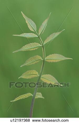 Leaf View Large Photo Image Stock Photo - Leaf. Fotosearch