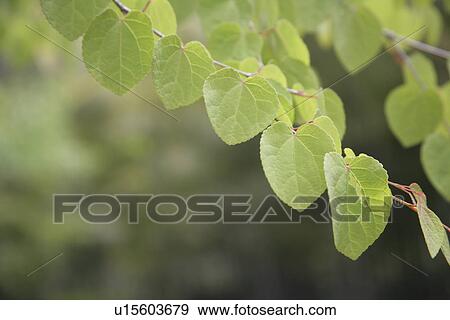 Leaf View Large Photo Image Stock Photo - Leaf. Fotosearch