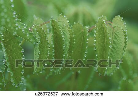 Leaf View Large Photo Image Stock Photo - Leaf. Fotosearch