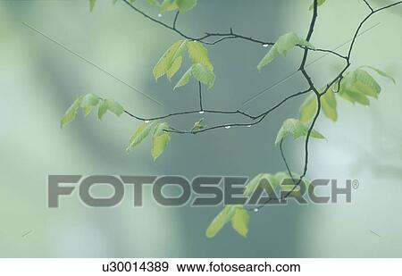Stock Photo - Leaves On Branch. Fotosearch