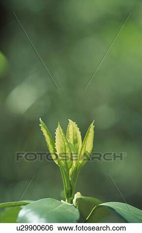 Stock Photograph - New Leaves. Fotosearch