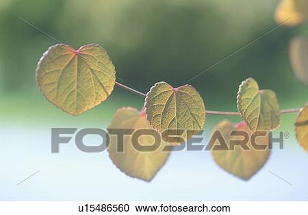 Plant View Large Photo Image Stock Image - Plant. Fotosearch